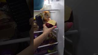 Белка в холодильнике! 🤣 #squirrel #youtubeshorts #jokes #funny #refrigerator