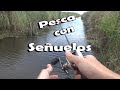 PESCA de TARARIRAS con SEÑUELOS. [ La señora tararira ]