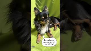 🤣 How differently Chihuahua and Pomchi react to the sun ☀️ #chihuahua #pomchi