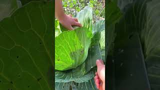 Immersive cabbage cutting, with a crunchy texture!  #farming #garden #shorts