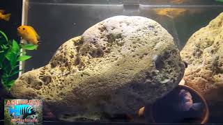 Metriaclima Estherae Mc Ob Gruppe