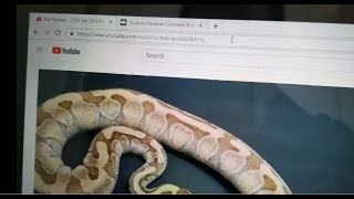 Ball Pythons: And the WINNER of the 1250 subscriber giveaway is???