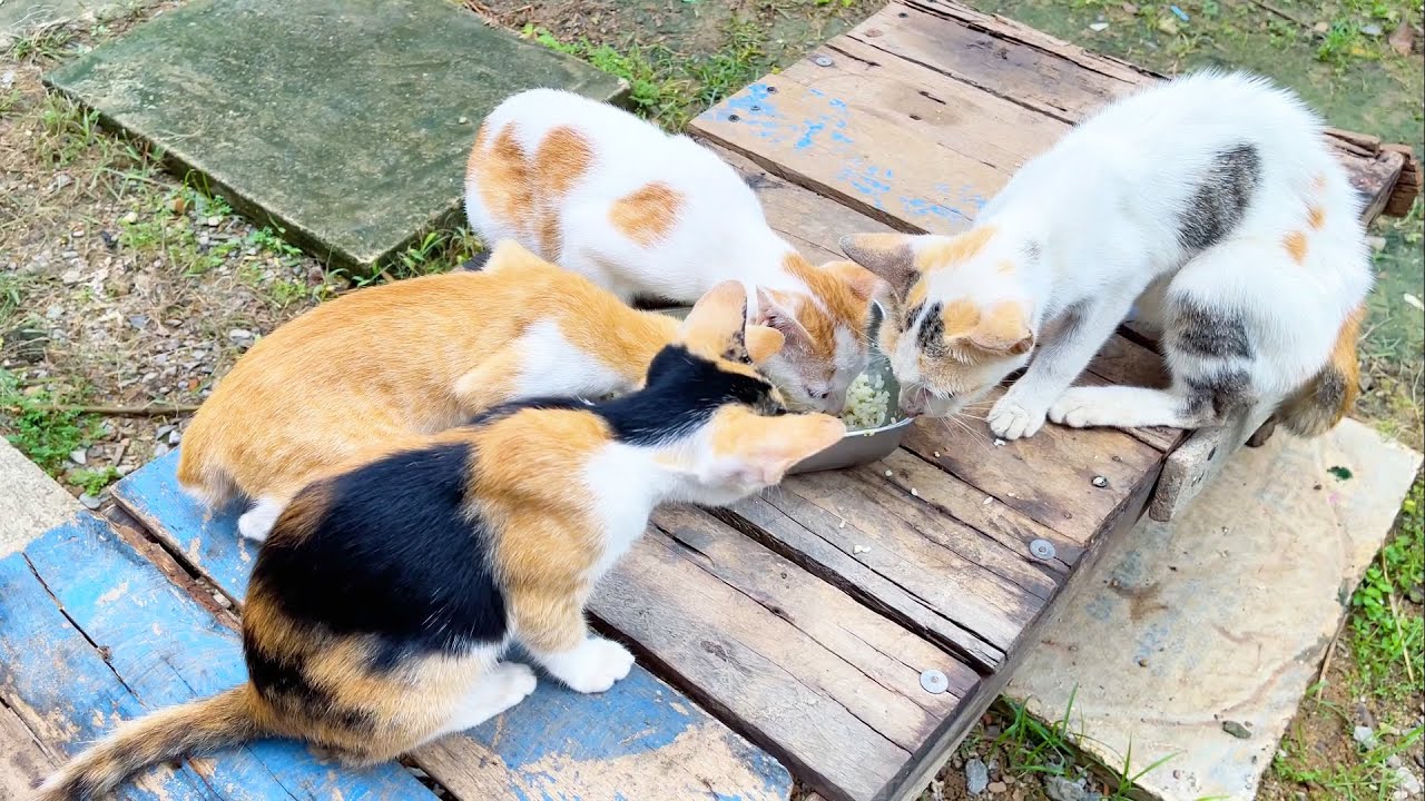 Hungry mother cat eats rice with her kittens - Cat food preparation
