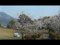 満開の桜＆ウグイス＆桜島