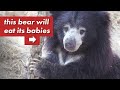 4 Animals That Eat Their Babies