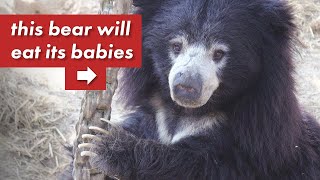 4 Animals That Eat Their Babies
All of these animals eat their babies. Sloth bears, rabbits, burying beetles, sand gobies, and more.
Click JOIN to become a member!
Patreon: https://www.patreon.com/OddAnimalSpecimens
Specimen use made possible by the University of Michigan Museum of Zoology 4 Animals That Eat Their Babies