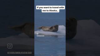 This Wildlife Cruise in Alaska is Incredible 😍