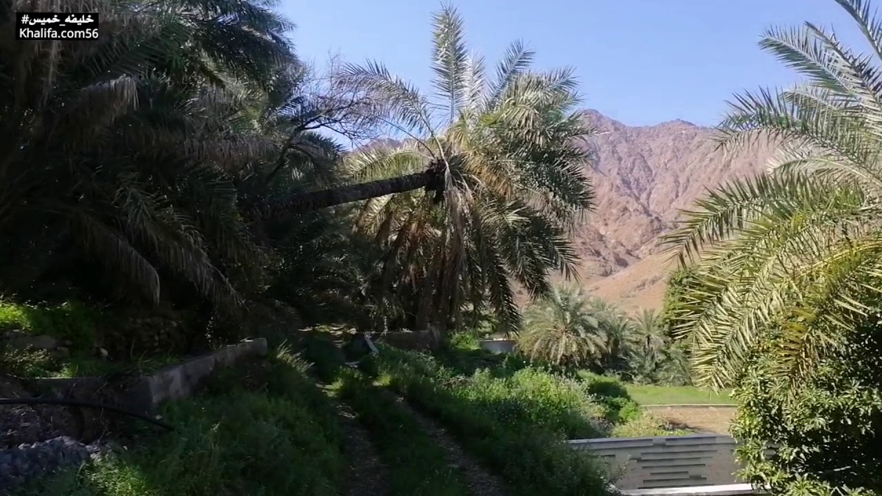 قرية شام بولاية صحار ، وهي واحة غناء تحفها أشجار النخيل