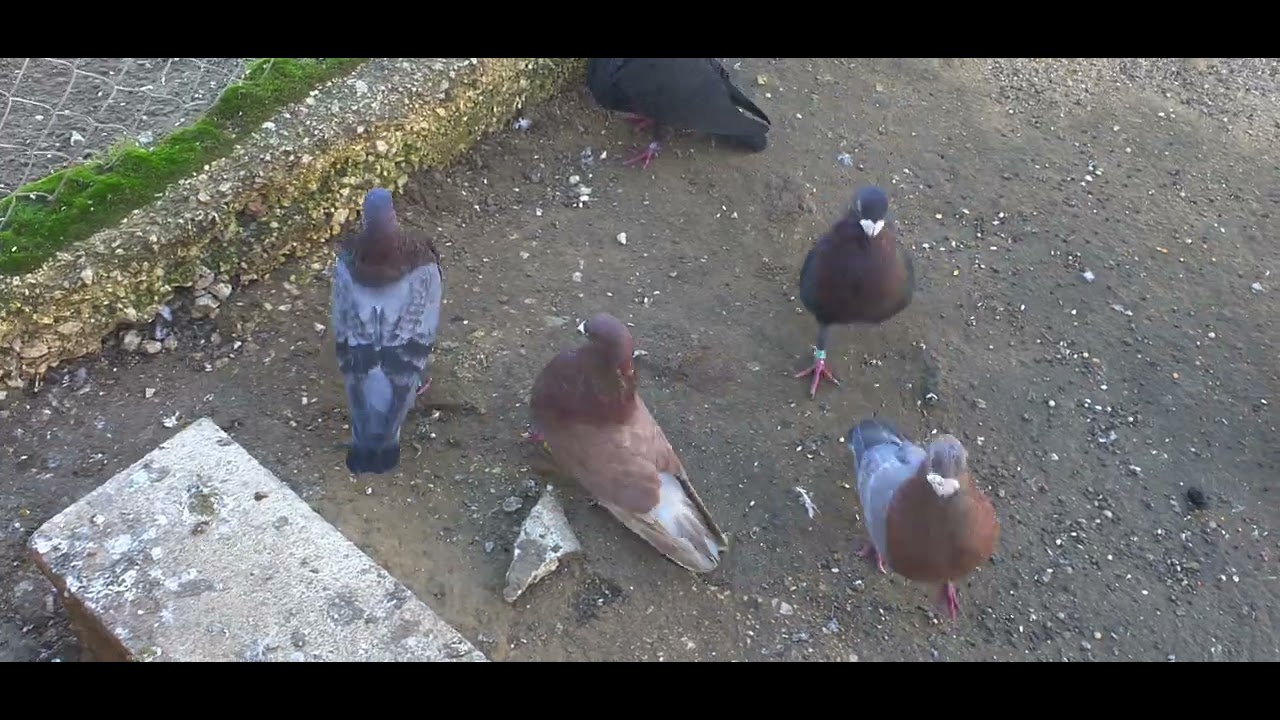 Voladera pichones laudinos 2025