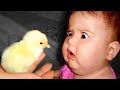 Funniest babies and animals compilation  just laugh