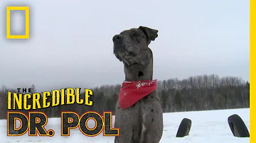 Charles' Great Dane | The Incredible Dr. Pol