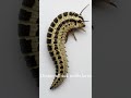 Diamondback moth larva Worm Wonders! 🐛 #insects #bug #butterfly #nature #wildlife #animals #bee