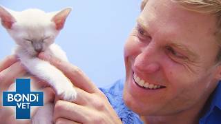 Too Young to Die: Saving Critical Baby Animals! 🐾 | Best of Bondi Vet