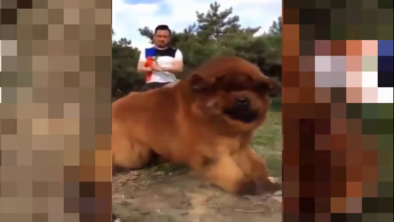 perro tibetan mastiff