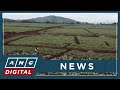 Fields of Bukidnon: The Secret behind Del Monte's world-class pineapples | ANC