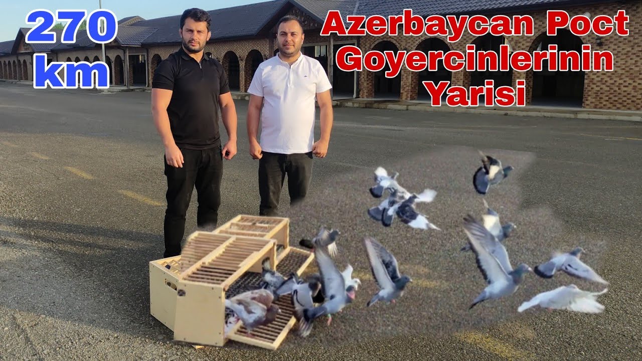 Azerbaycan Poct Goyercinlerinin Yarisi 4cü Etab 270km