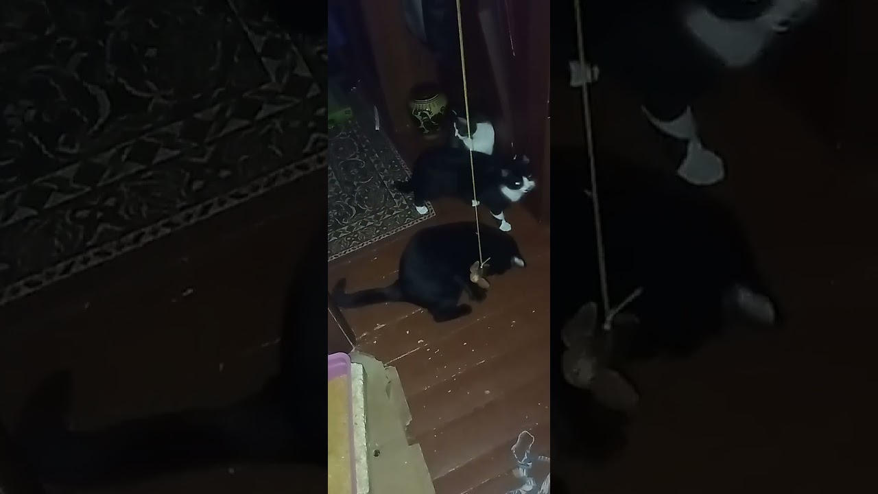 У моих охотников - новая дичь