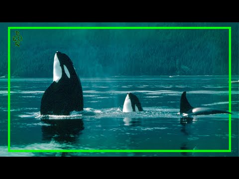 Video: ¿Las orcas residentes y transitorias interactúan?