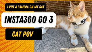 I put an INSTA360 GO 3 Camera on my Cat for his Outdoor Adventures | CAT POV | Max The Playful Cat screenshot 4