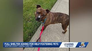 Empty the Shelters adoption special begins at Kenton County Animal Shelter