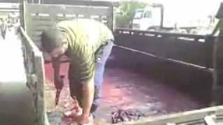 Thanks Islam Arab Muslim Tv Animal Torture Of Pigs In Egypt. No Pigs Had H1N1