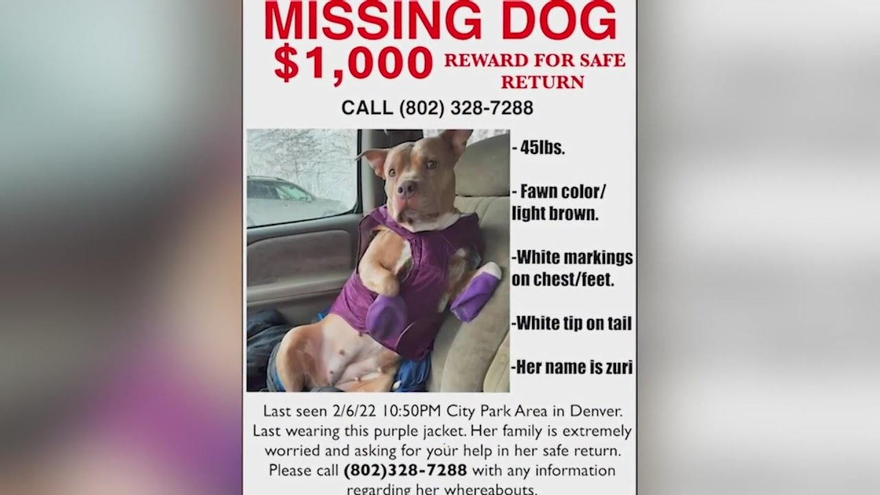 Dog inside van when it was stolen, owner offering reward for return ...