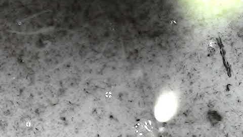 Aggregated Colloidal Silver of Nano Particles after several days.