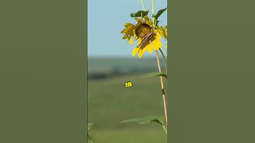 Hidden Secrets of Enormous Grasshoppers Exposed! #DidYouKnow