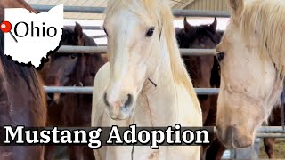 FIRST LOOK 👀 WALKING THROUGH THE MUSTANG PENS! by The Project Equestrian 9,627 views 2 months ago 10 minutes, 40 seconds