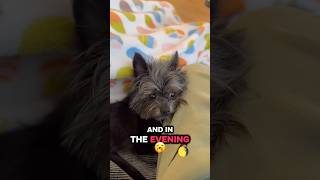 Busy schedule 😂 #dog #dogs #dogshorts #fyp #pets #animals #cuteanimals #funnydogs #funnydogs #funny