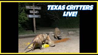 BlueIndigoTrails TEXAS NIGHT CRITTERS LIVE 83F