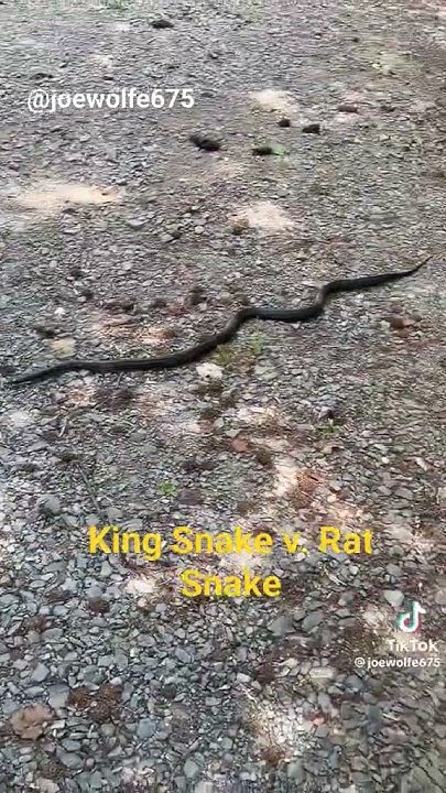 Snake Combat #snakes #kingsnake #ratsnake #outdoorlife #snake #nature # ...