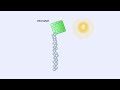 Electromagnetic Spectrum, Chlorophyll and Pigment &amp; Light