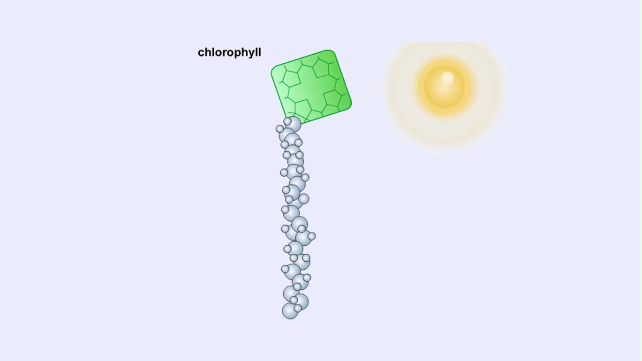 Electromagnetic Spectrum, Chlorophyll and Pigment & Light