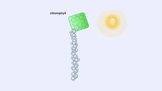 Electromagnetic Spectrum, Chlorophyll and Pigment & Light