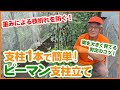 夏野菜の大定番ピーマン育て方の重要ポイント！支柱の使い方のコツを徹底解説！【家庭菜園】【誘引】