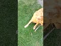 Dog fails at bo staff training but loves it