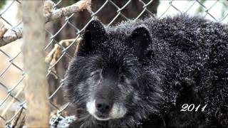 WOLF - Remembering Mucqua