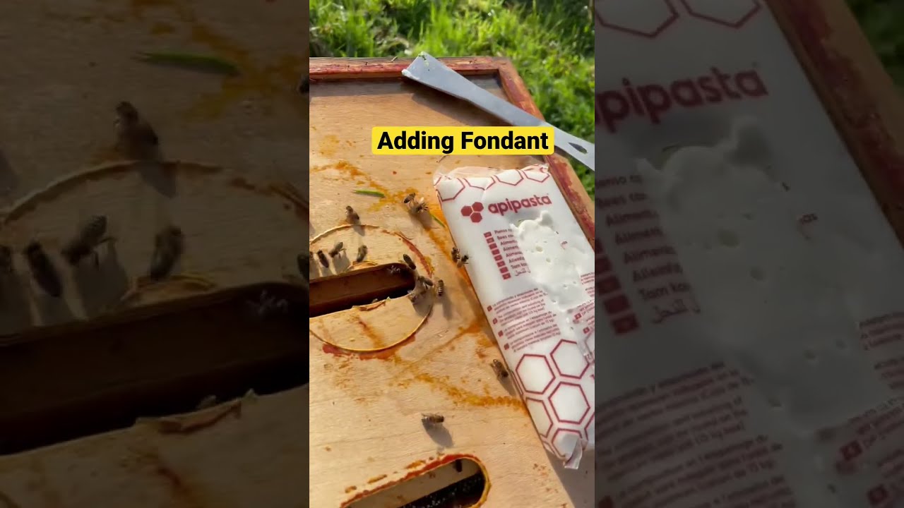 Apipasta Fondant - Adding Fondant for the Bees