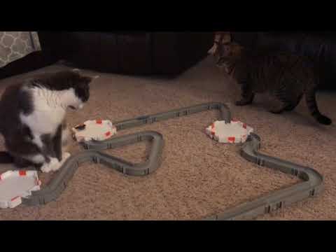 Cats Watching Nano Bugs Course Set Up 1