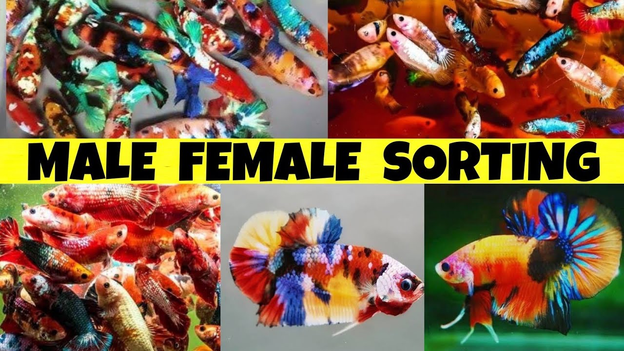BETTA FISH MALE FEMALE SORTING FOR SELL BETTA FISH MALE FEMALE