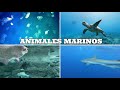 Aprende sobre Animales Marinos | Video educativo para niños.