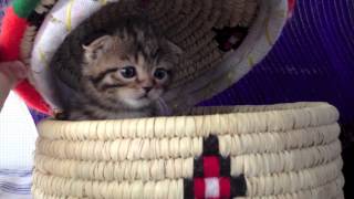 Scottish Fold Brown Tabby Kittens