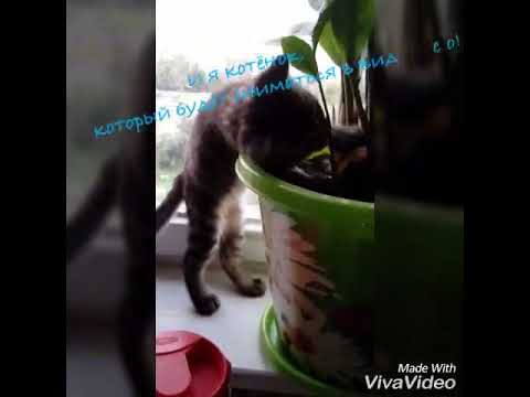 Мой котёнок😍