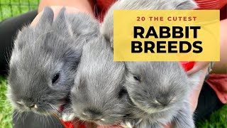 20 The Cutest & The Best Pet Rabbit Breeds In The World