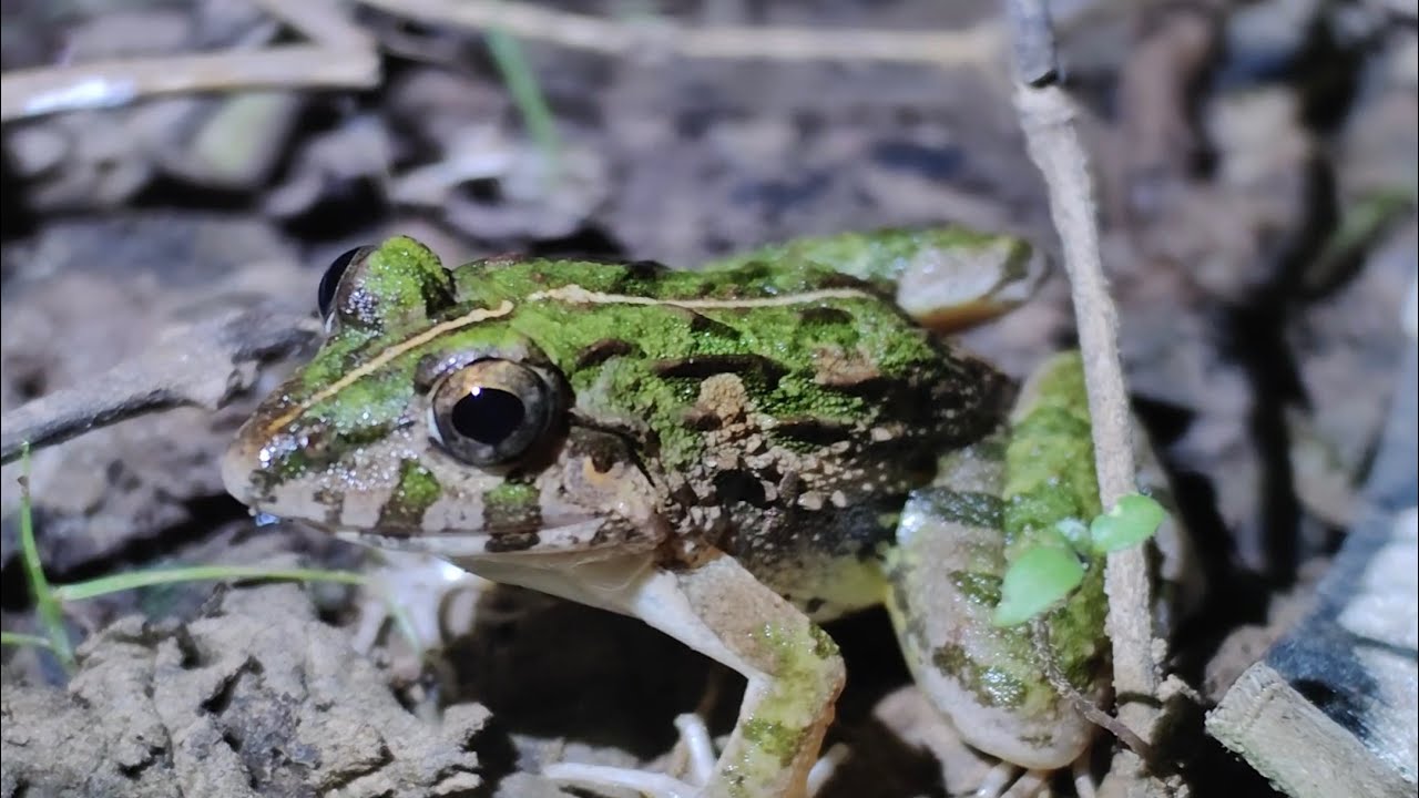 Night Exploration: Discovering Frogs & Injured Crickets Around My House