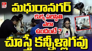 మధురానగర్ కుక్క పరిస్థితి చూస్తే కన్నీళ్లాగవు | Madhura Nagar Srinath Dog Health Updates | PB TV