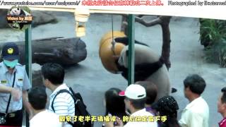 2015016圓仔表示：我就不相信挖不出來啦！ The Giant Panda Yuan Zai