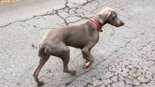 6.5 months of Weimaraner Puppy Perfection