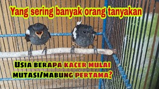 Umur berapa kacer mutasi? || kacer trotol mabung pertama